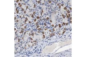 Immunohistochemical staining of human stomach with LRRC55 polyclonal antibody  shows strong cytoplasmic positivity in parietal cells. (LRRC55 Antikörper)