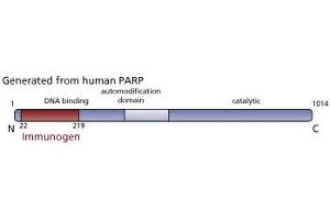 Image no. 3 for anti-Poly (ADP-Ribose) Polymerase 1 (PARP1) (AA 22-219) antibody (ABIN968333) (PARP1 Antikörper  (AA 22-219))
