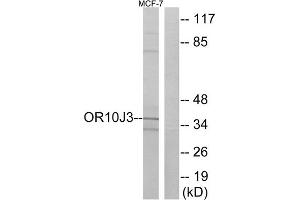 Western blot analysis of extracts from MCF-7 cells, using OR10J3 antibody. (OR10J3 Antikörper  (C-Term))