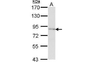 WB Image Sample (30 ug of whole cell lysate) A: H1299 7. (FAF1 Antikörper)