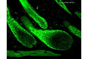 Immunohistochemistry analysis using Rabbit Anti-HSP70 Polyclonal Antibody . (HSP70 Antikörper  (Atto 390))