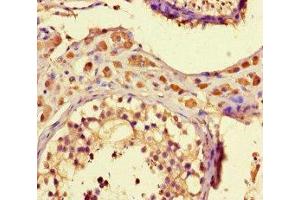 Immunohistochemistry of paraffin-embedded human testis tissue using ABIN7176295 at dilution of 1:100 (ZNF48 Antikörper  (AA 317-635))