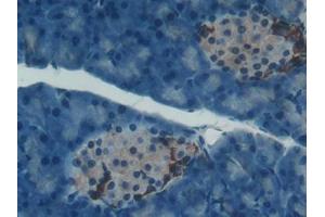 IHC-P analysis of Mouse Pancreas Tissue, with DAB staining. (PON1 Antikörper  (AA 187-354))