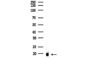 Western blot analysis of lysates from Mouse liver, using MAL Antibody at 1/1000 dilution.