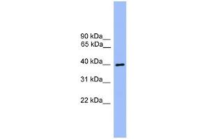 WB Suggested Anti-ATG3 Antibody Titration: 0. (ATG3 Antikörper  (Middle Region))