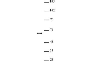 KAT5 antibody (pAb) tested by Western blot. (KAT5 Antikörper)