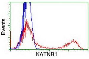 HEK293T cells transfected with either RC201852 overexpress plasmid (Red) or empty vector control plasmid (Blue) were immunostained by anti-KATNB1 antibody (ABIN2455170), and then analyzed by flow cytometry. (KATNB1 Antikörper)