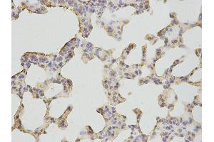 Immunohistochemistry (IHC) image for anti-Bactericidal/Permeability Increasing Protein (BPI) antibody (ABIN1876526) (BPI Antikörper)