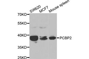 Western blot analysis of extracts of various cell lines, using PCBP2 antibody. (PCBP2 Antikörper)