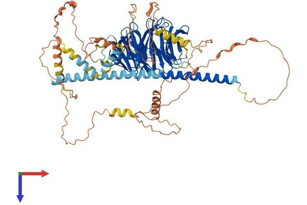 STRN4 Protein (AA 1-760) (His tag)