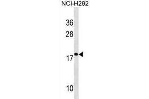 Western Blotting (WB) image for anti-Ribosomal Protein S17-Like (RPS17L) antibody (ABIN2995178) (RPS17L Antikörper)