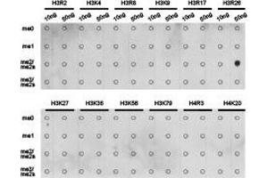 Dot-blot analysis of all sorts of methylation peptides using H3R26 me2a antibody. (Histone 3 Antikörper  (H3R26me2a))