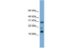 WB Suggested Anti-PEA15 Antibody Titration: 0.