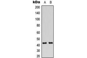 Western blot analysis of Connexin 43 (pS368) expression in Jurkat (A), A549 (B) whole cell lysates. (Connexin 43/GJA1 Antikörper  (C-Term, pSer368))
