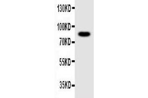 Anti-NLRP4G antibody, Western blotting WB: Mouse Ovary Tissue Lysate (NLRP4G Antikörper  (C-Term))