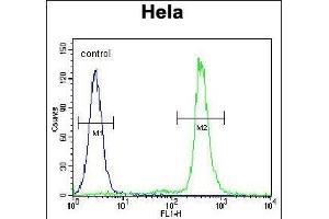 LIN28A Antibody (Center) (ABIN655156 and ABIN2844774) flow cytometric analysis of Hela cells (right histogram) compared to a negative control cell (left histogram). (LIN28A Antikörper  (AA 108-138))