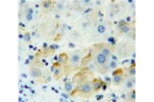 Immunohistochemistry (IHC) image for anti-Poliovirus Receptor-Related 2 (Herpesvirus Entry Mediator B) (PVRL2) (AA 83-291) antibody (ABIN7441877)