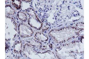 Immunohistochemical staining of paraffin-embedded Human Kidney tissue using anti-FXN mouse monoclonal antibody. (Frataxin Antikörper)