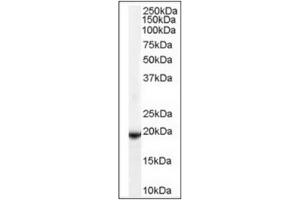Image no. 2 for anti-Glutathione Peroxidase 4 (GPX4) (C-Term), (Isoform A) antibody (ABIN374711) (GPX4 Antikörper  (C-Term, Isoform A))