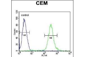 MCAF2 Antibody (Center) (ABIN654466 and ABIN2844199) flow cytometric analysis of CEM cells (right histogram) compared to a negative control cell (left histogram). (ATF7IP2 Antikörper  (AA 318-347))