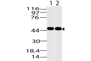 Image no. 1 for anti-Kruppel-Like Factor 15 (KLF15) (AA 50-300) antibody (ABIN5027330) (KLF15 Antikörper  (AA 50-300))