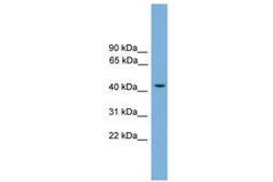 Image no. 1 for anti-Ras Association (RalGDS/AF-6) Domain Family (N-terminal) Member 8 (RASSF8) (AA 35-84) antibody (ABIN6744962)
