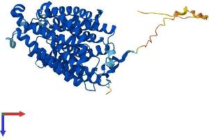 RHCG Protein (AA 1-479) (His tag)