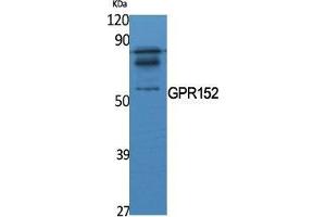 Western Blot (WB) analysis of specific cells using GPR152 Polyclonal Antibody. (GPR152 Antikörper  (N-Term))