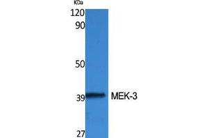 Western Blot (WB) analysis of specific cells using MEK-3 Polyclonal Antibody. (MAP2K3 Antikörper  (Thr383))
