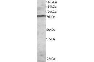 ABIN184879 staining (2µg/ml) of MOLT-4 lysate (RIPA buffer, 30µg total protein per lane). (EZH1 Antikörper  (N-Term))