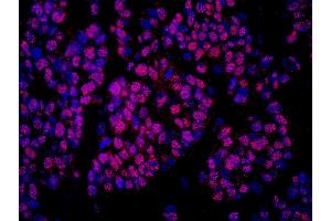 Immunofluorescence (IF) image for anti-Cofactor of BRCA1 (COBRA1) (AA 530-580) antibody (ABIN7448942) (COBRA1 Antikörper  (AA 530-580))