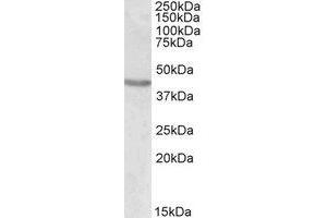Western Blotting (WB) image for anti-POU Class 3 Homeobox 2 (POU3F2) (AA 37-51) antibody (ABIN490703) (POU3F2 Antikörper  (AA 37-51))