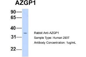 Host: Rabbit Target Name: AZGP1 Sample Type: 293T Antibody Dilution: 1.