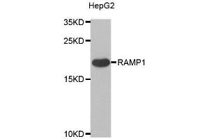 Western blot analysis of extracts of various cell lines, using RAMP1 antibody. (RAMP1 Antikörper)