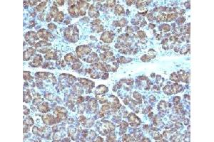 IHC testing of FFPE human pancreas with Mitochondrial antibody (GFM1 Antikörper)