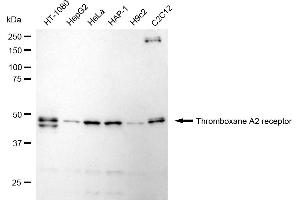 anti-Thromboxane A2 Receptor (TBXA2R) antibody