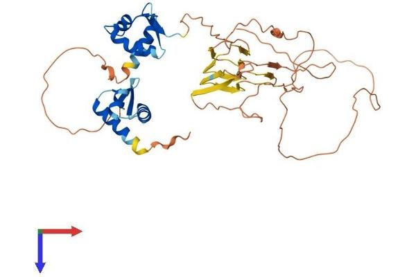 ZBP1 Protein (AA 1-429) (His tag)