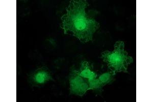 Anti-ADH1B mouse monoclonal antibody (ABIN2454481) immunofluorescent staining of COS7 cells transiently transfected by pCMV6-ENTRY ADH1B (RC205391). (ADH1B Antikörper)