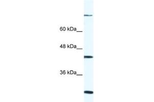 Western Blotting (WB) image for anti-FYVE, RhoGEF and PH Domain Containing 1 (FGD1) antibody (ABIN2460269)