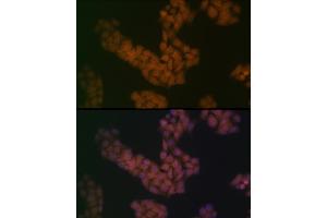 Immunofluorescence analysis of HeLa cells using B Rabbit mAb (ABIN7265826) at dilution of 1:100 (40x lens). (BANF1 Antikörper)