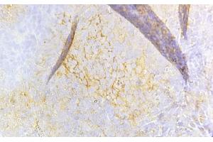 ABIN6260659 and ABIN6268684 at 1/100 staining Rat spleen tissue sections by IHC-P. (CD8B Antikörper  (Internal Region))