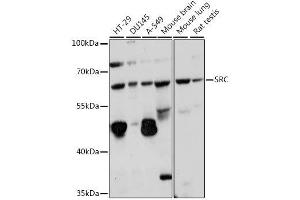 Western blot analysis of extracts of various cell lines, using SRC antibody. (Src Antikörper  (AA 410-536))