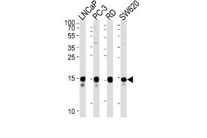 Western Blotting (WB) image for anti-Transcription Elongation Factor A (SII)-Like 1 (TCEAL1) antibody (ABIN2999497) (TCEAL1 Antikörper)