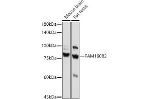 Western blot analysis of extracts of various cell lines, using FB2 antibody (ABIN7267112) at 1:1000 dilution. (FAM160B2 Antikörper)