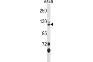 Western Blotting (WB) image for anti-SEC23 Interacting Protein (SEC23IP) antibody (ABIN2998038) (SEC23IP Antikörper)
