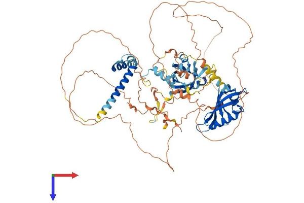ARNT2 Protein (AA 1-717) (His tag)