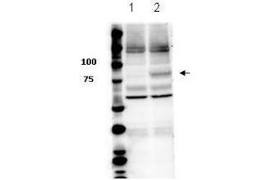 Western Blot of Rabbit anti-Stat3 pY705 antibody.