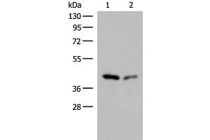 Western blot analysis of Hela and HEPG2 cell lysates using GIPC1 Polyclonal Antibody at dilution of 1:400 (GIPC1 Antikörper)