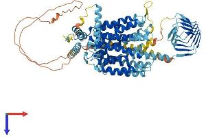 SV2A Protein (AA 1-742) (His tag)