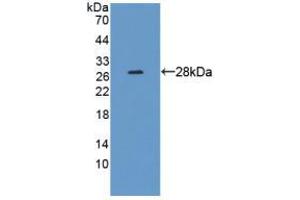 Figure. (CRMP1 Antikörper  (AA 1-250))